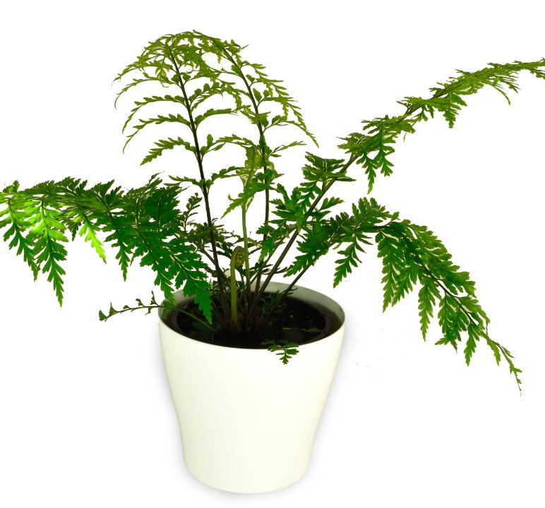 Hen & Chicken Fern