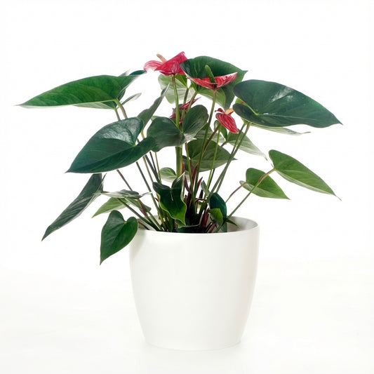 Featured image for product gid://shopify/Product/10691402891286