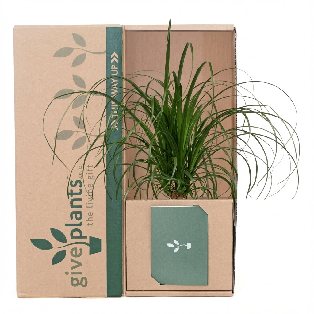 Ponytail palm plant with cream-colored pot and spiky green leaves.