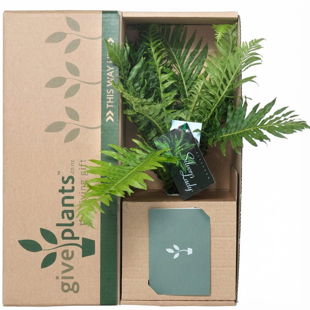 Green fern plant in a dark, textured, geometric pot.